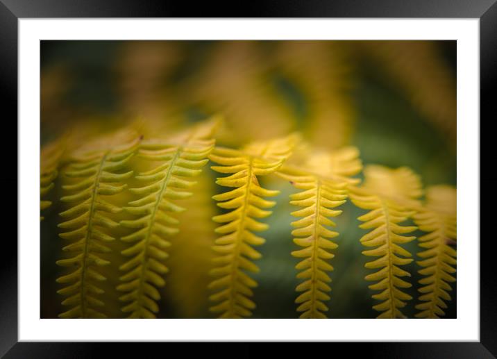 The Yellow Fringe Framed Mounted Print by John Malley