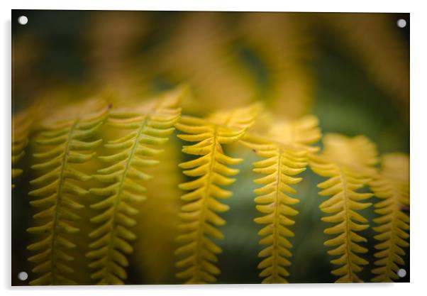 The Yellow Fringe Acrylic by John Malley