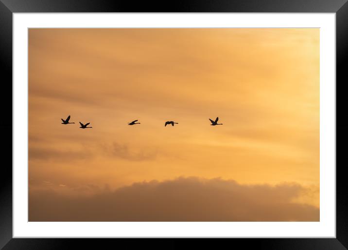 Flying Swan Silhouettes at Sunrise Framed Mounted Print by Dave Collins