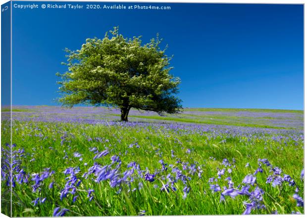 Blue Hawthorn  Canvas Print by Richard Taylor