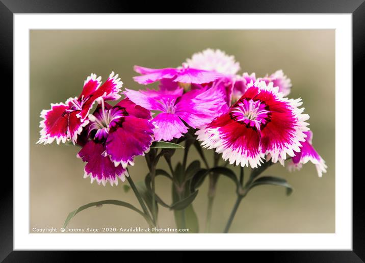 Vibrant Dianthus Blooms Framed Mounted Print by Jeremy Sage
