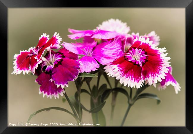 Vibrant Dianthus Blooms Framed Print by Jeremy Sage
