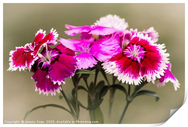 Vibrant Dianthus Blooms Print by Jeremy Sage