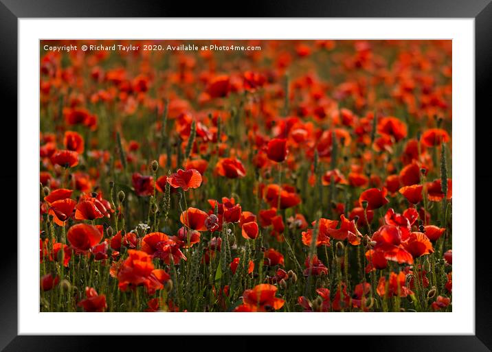 Sunlight Poppies  Framed Mounted Print by Richard Taylor