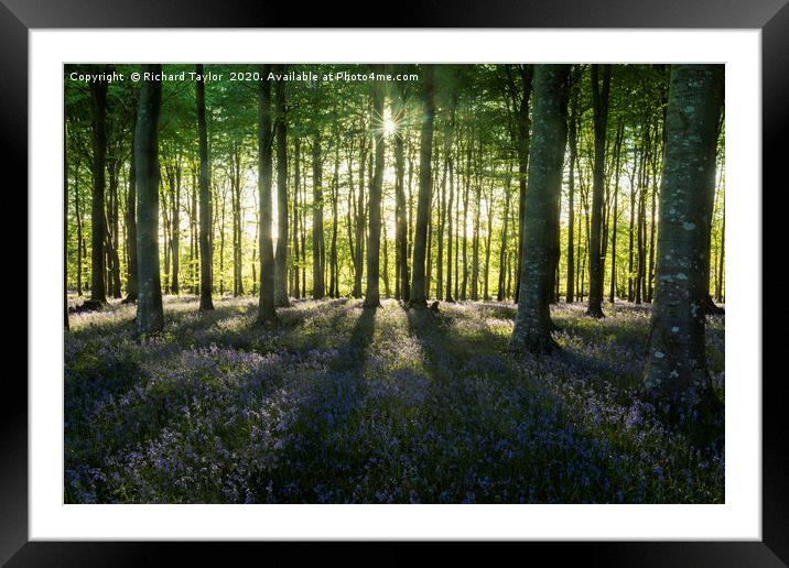 Bluebells and Shadows Framed Mounted Print by Richard Taylor