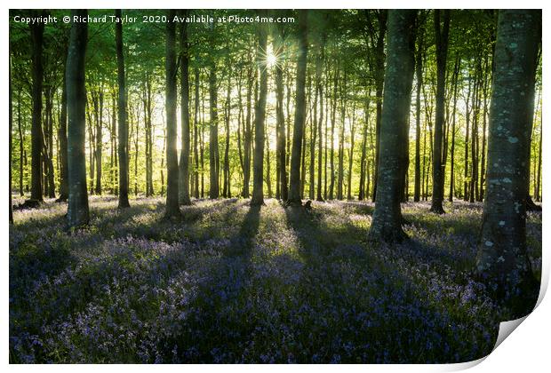 Bluebells and Shadows Print by Richard Taylor