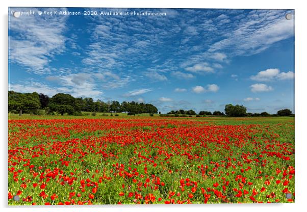 County Durham Poppies Acrylic by Reg K Atkinson
