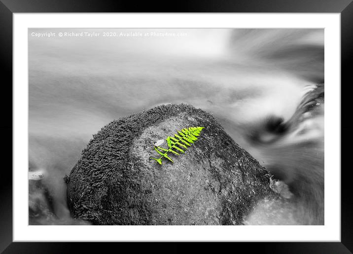 Green Framed Mounted Print by Richard Taylor