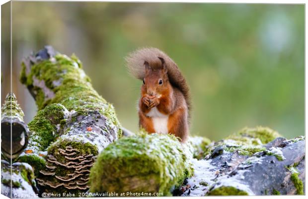 Windswept red squirrel  Canvas Print by Chris Rabe