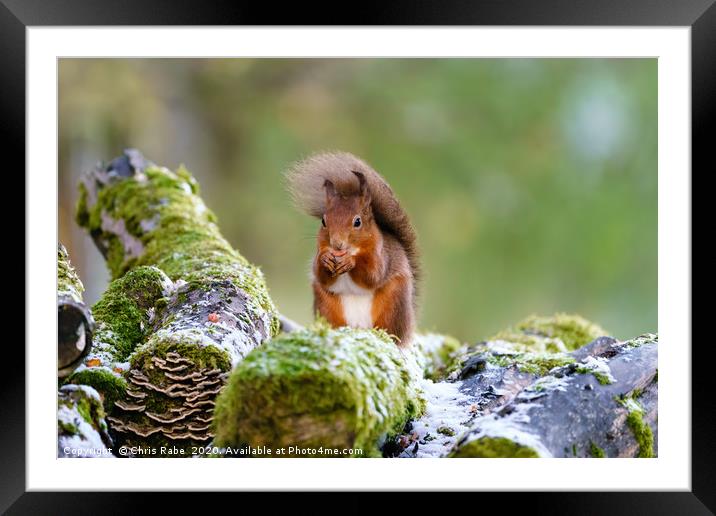Windswept red squirrel  Framed Mounted Print by Chris Rabe
