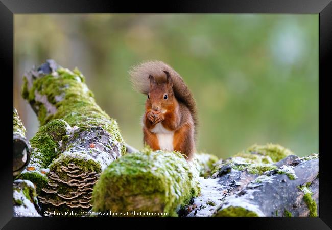Windswept red squirrel  Framed Print by Chris Rabe