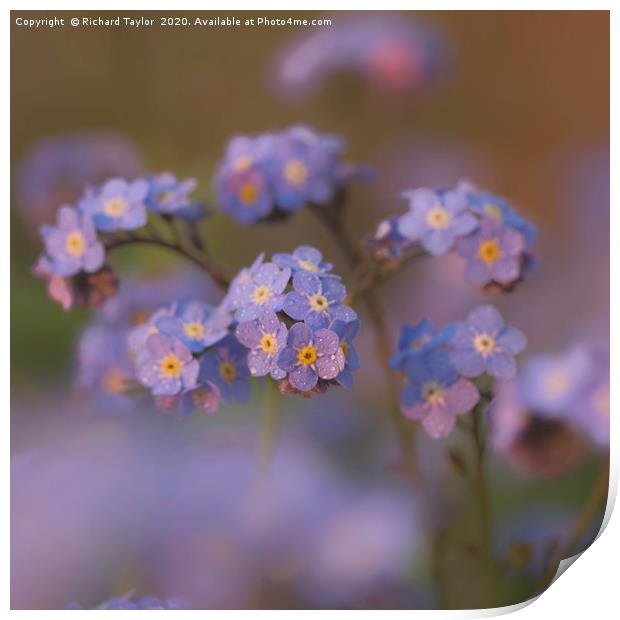 Forget me not Print by Richard Taylor