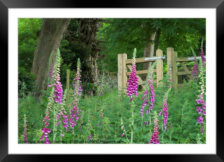  Woodland Gate Foxgloves Framed Mounted Print by Alison Chambers