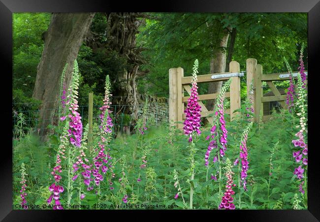  Woodland Gate Foxgloves Framed Print by Alison Chambers