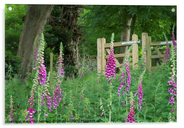 Woodland Gate Foxgloves Acrylic by Alison Chambers