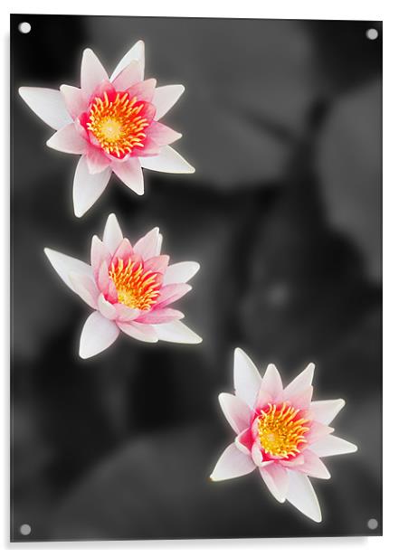 Water lilies Acrylic by Joyce Storey