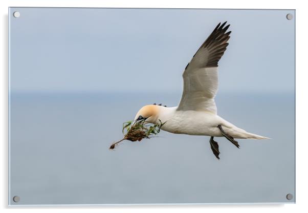 Gannet in Flight with Nesting Material Acrylic by Dave Collins