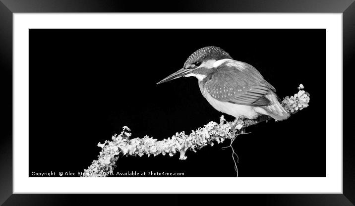 Kingfisher  Framed Mounted Print by Alec Stewart