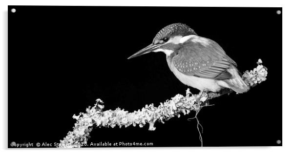 Kingfisher  Acrylic by Alec Stewart