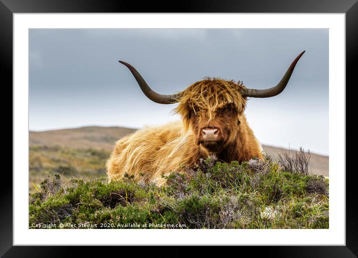 Highland Cow Framed Mounted Print by Alec Stewart