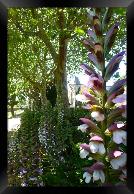 Acanthus Mollis Bear's breeches  Framed Print by Antoinette B