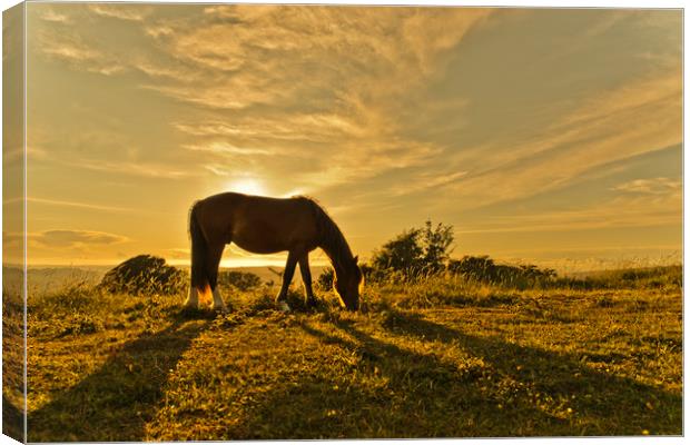 Wild Horse in Sunset Canvas Print by Eddie Howland