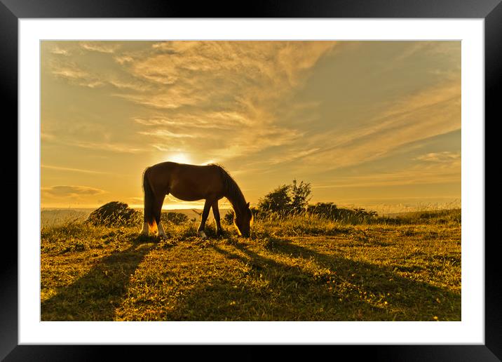 Wild Horse in Sunset Framed Mounted Print by Eddie Howland