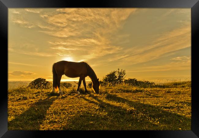 Wild Horse in Sunset Framed Print by Eddie Howland