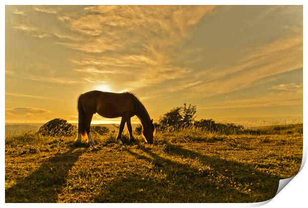 Wild Horse in Sunset Print by Eddie Howland