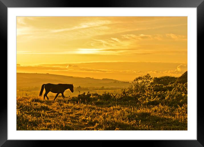 Wild Pony at Sunset Framed Mounted Print by Eddie Howland