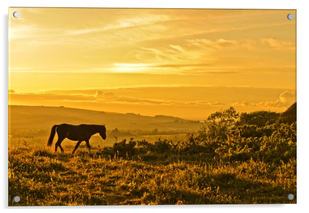 Wild Pony at Sunset Acrylic by Eddie Howland
