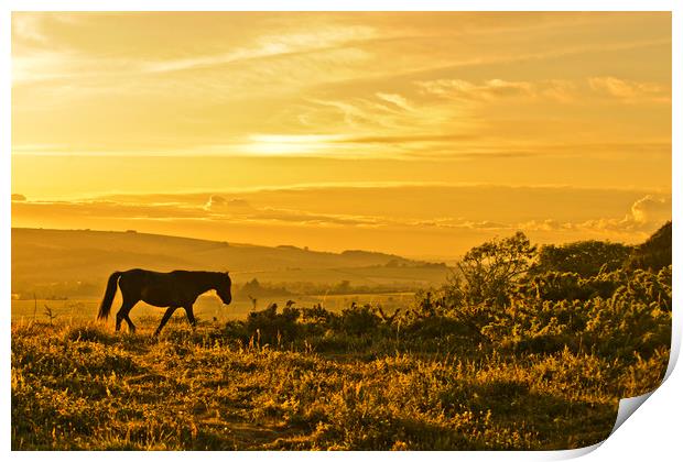 Wild Pony at Sunset Print by Eddie Howland