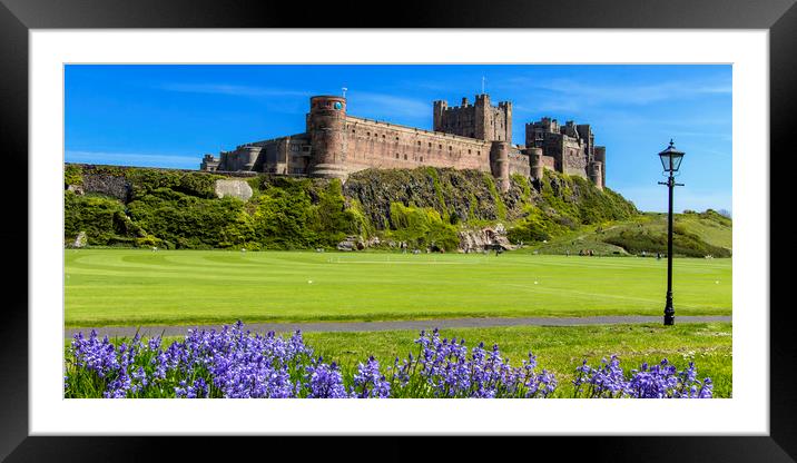 Bamburgh Bluebells Framed Mounted Print by Northeast Images