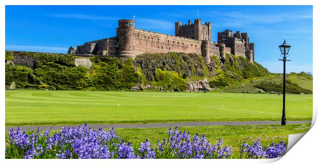 Bamburgh Bluebells Print by Northeast Images