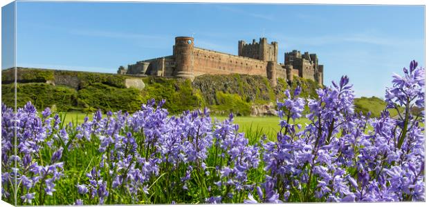 Bamburgh Bluebells Canvas Print by Northeast Images