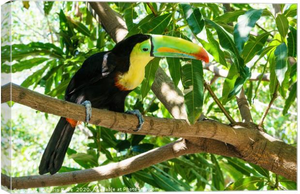 Keel-billed Toucan  Canvas Print by Chris Rabe
