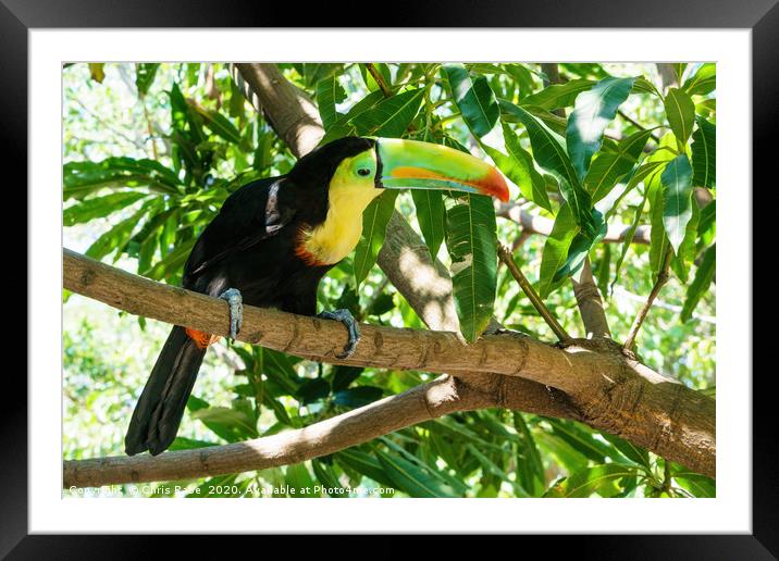 Keel-billed Toucan  Framed Mounted Print by Chris Rabe