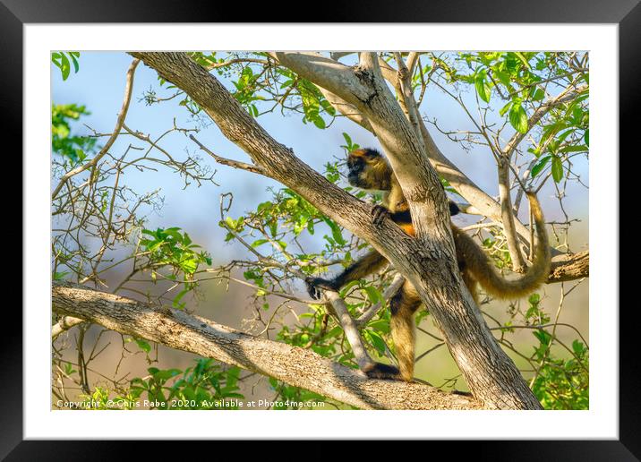 The lookout Framed Mounted Print by Chris Rabe