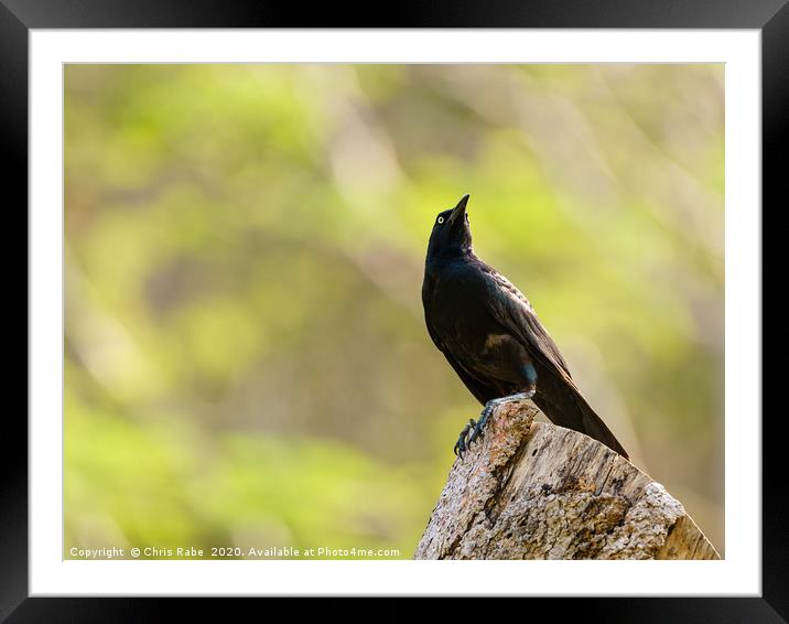 Common Grackle  Framed Mounted Print by Chris Rabe
