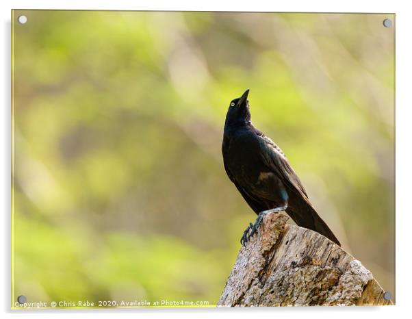 Common Grackle  Acrylic by Chris Rabe
