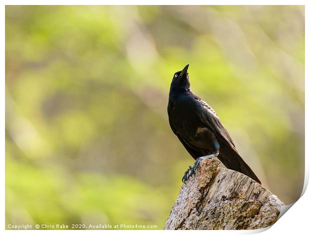 Common Grackle  Print by Chris Rabe