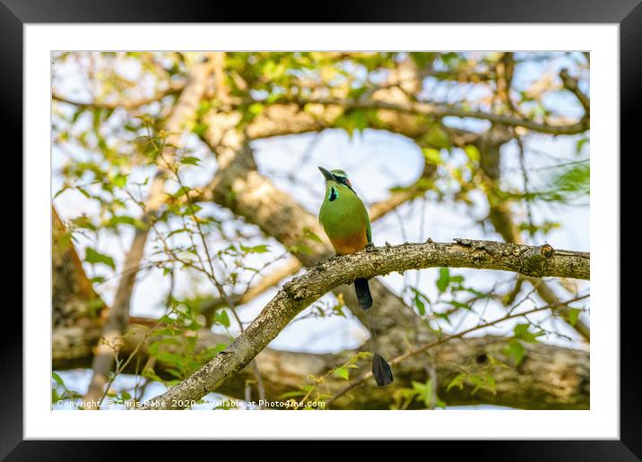 Turquoise-browed Motmot Framed Mounted Print by Chris Rabe