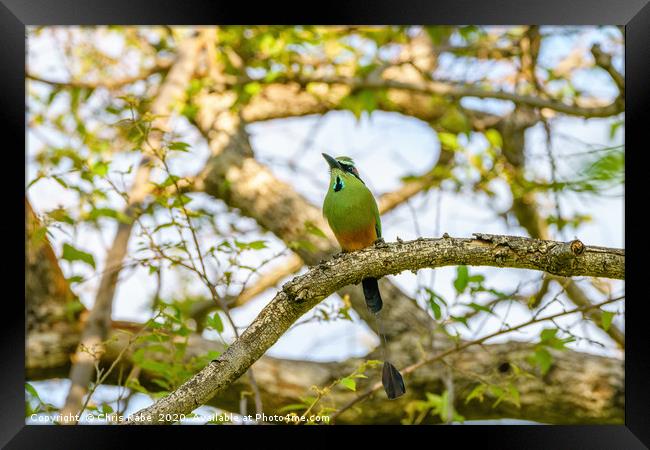 Turquoise-browed Motmot Framed Print by Chris Rabe