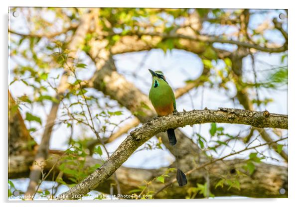 Turquoise-browed Motmot Acrylic by Chris Rabe