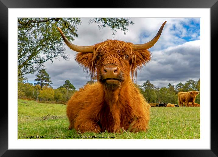 Heilan Coo Framed Mounted Print by Alan Simpson