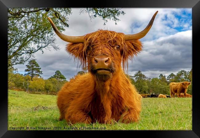 Heilan Coo Framed Print by Alan Simpson