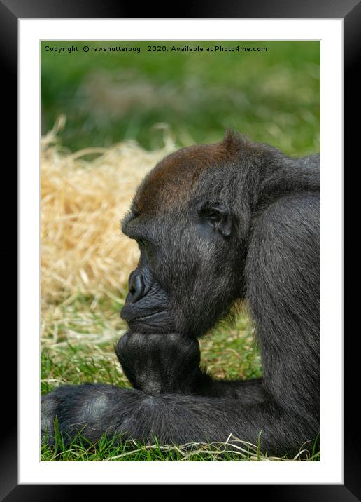 Gorilla Lope Resting His Head Framed Mounted Print by rawshutterbug 
