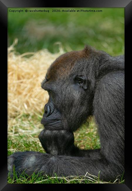 Gorilla Lope Resting His Head Framed Print by rawshutterbug 