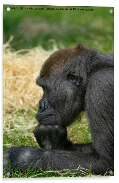 Gorilla Lope Resting His Head Acrylic by rawshutterbug 