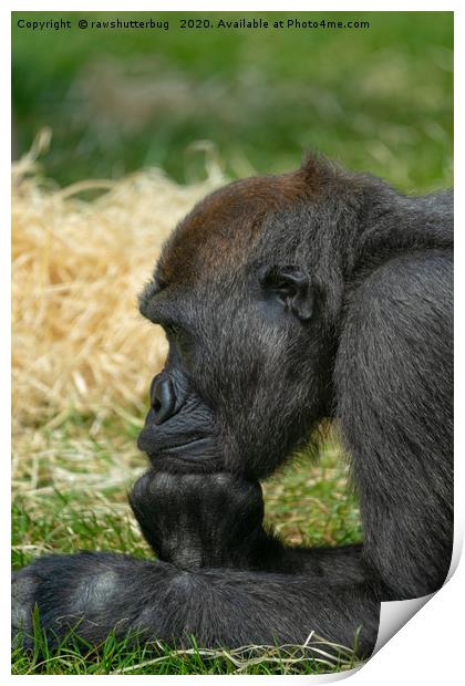 Gorilla Lope Resting His Head Print by rawshutterbug 